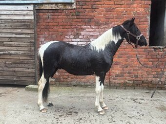 "Barney" Coloured Gelding Youngstock / Foal