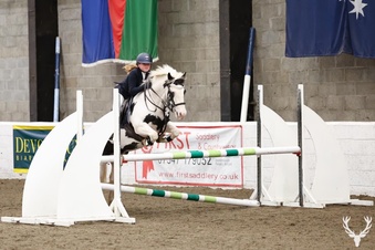 "Eddie" Piebald Gelding Pony Club Pony