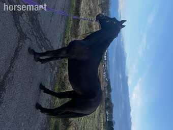 "Lakeside Ronaldo " Bay Gelding Happy Hacker