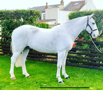 horsemart