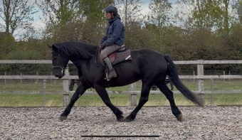 "Buttercup " Black Mare Cob/Heavy Horse