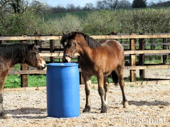 "Kaybrook Delight" Bay Filly Youngstock / Foal