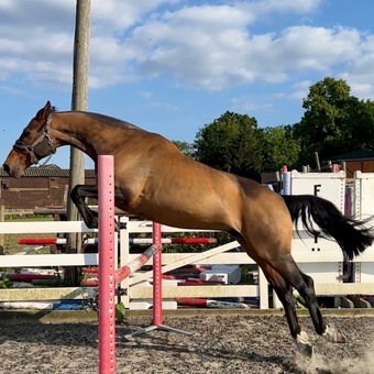 "cobalt " Bay Gelding All Rounder