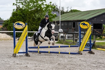 sane, fun, will do it all, ex riding school, ideal funride horse