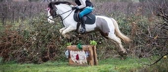 "Bow" Coloured Mare Pony Club Pony