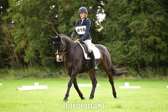 "" Brown Gelding Eventer