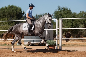 "Botinera PL" Grey Mare Dressage Horse