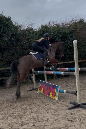 "Monty" Bay Gelding All Rounder