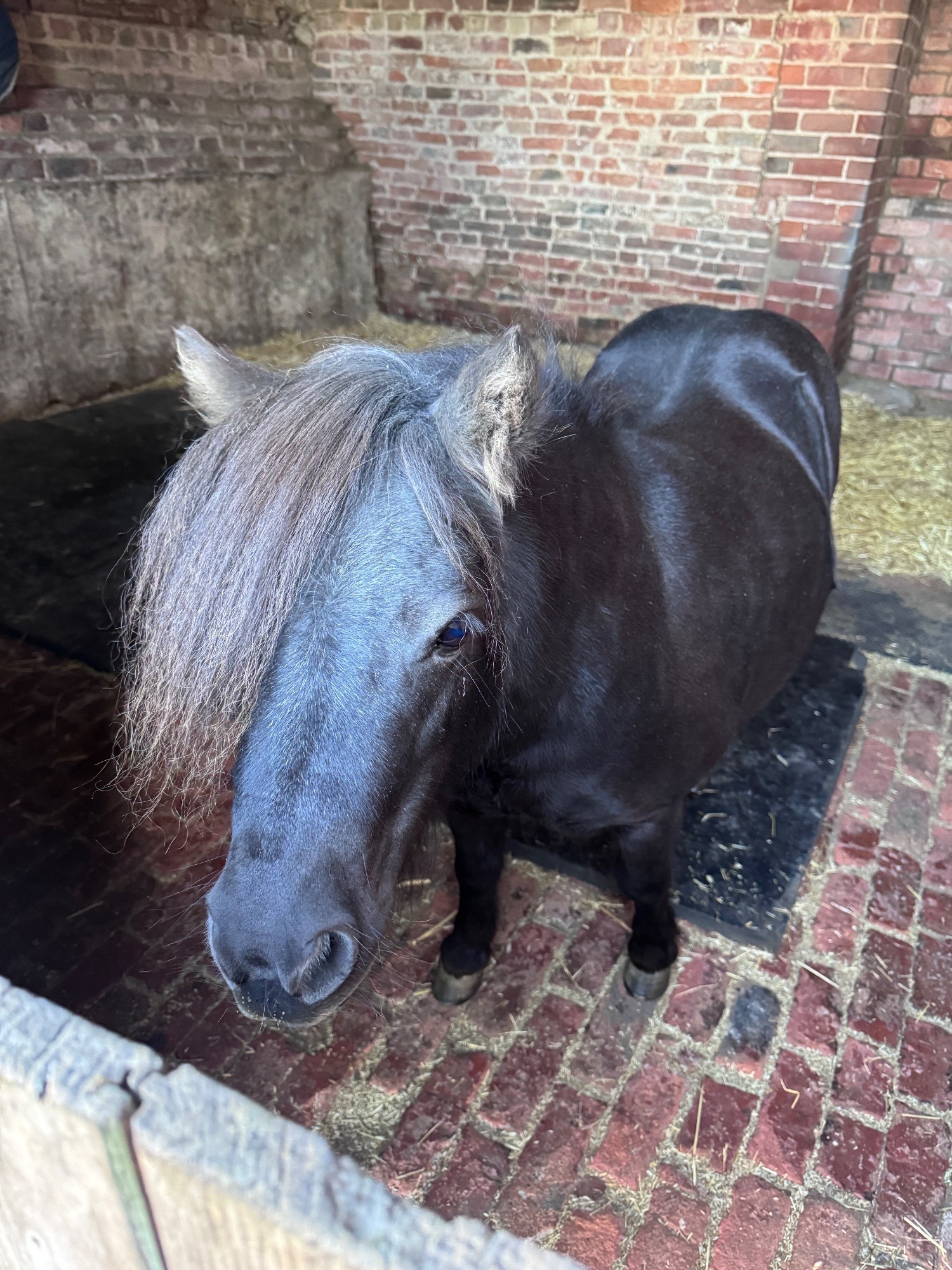 "Gracie" Black Mare Miniature Horse - 