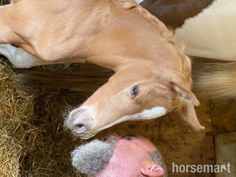 "Undeniable HJ" Palomino Filly Youngstock / Foal