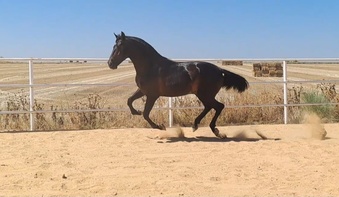 "Evento " Black Stallion All Rounder