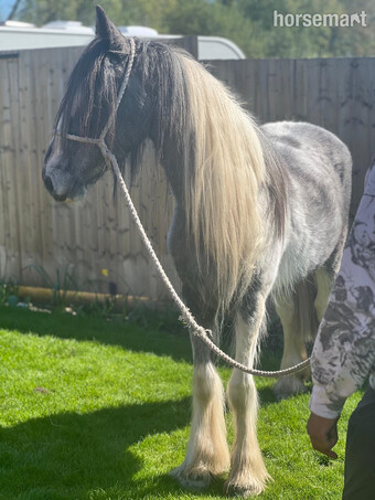 "Cyril " Blue & White Gelding All Rounder