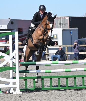 "Isla" Bay Mare All Rounder