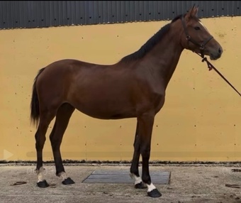 "Fados" Bright Bay Mare Young Sport Horse