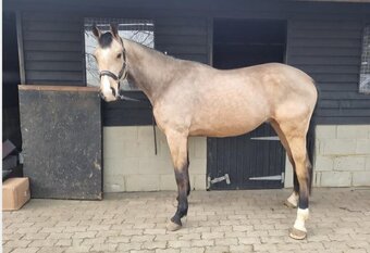 "Monroe" Buckskin Gelding All Rounder