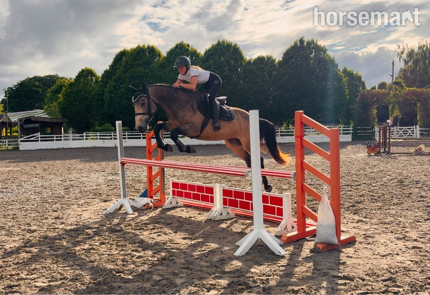 "Shadow: rare combo of talented scope & quiet ride, an amateur dream horse" Dun Gelding All Rounder in 