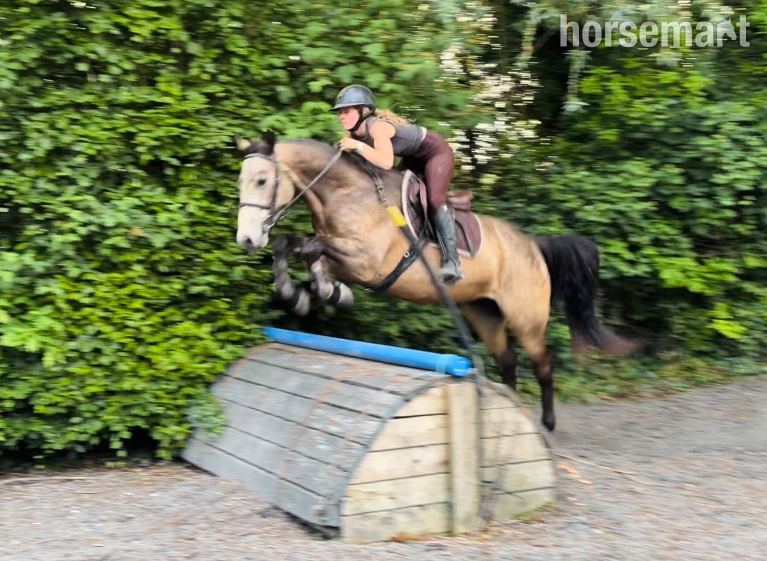 "Shadow: rare combo of talented scope & quiet ride, an amateur dream horse" Dun Gelding All Rounder - All Rounders 
