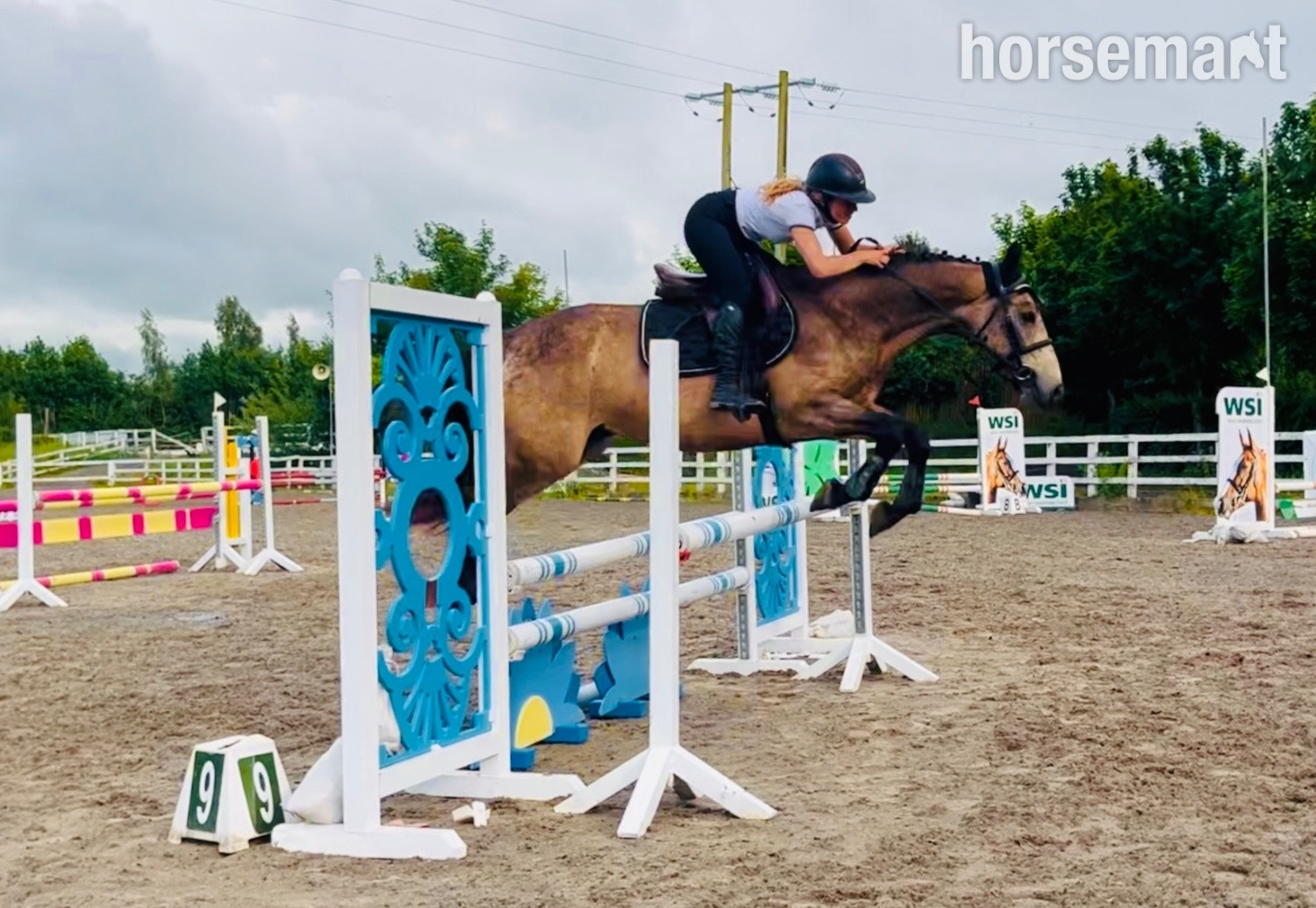"Shadow: rare combo of talented scope & quiet ride, an amateur dream horse" Dun Gelding All Rounder - 