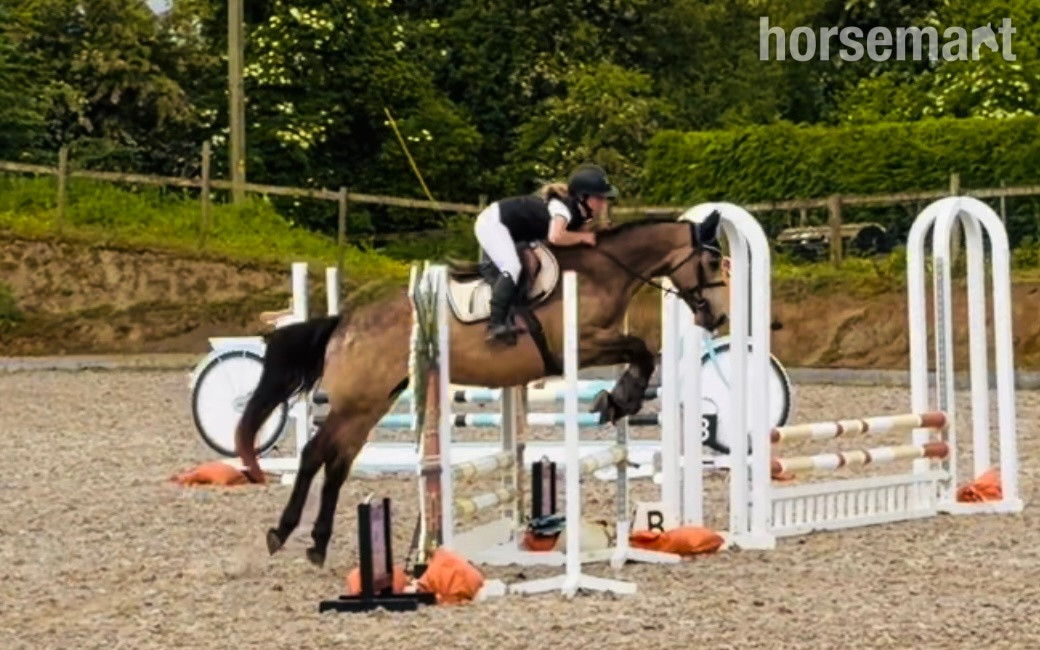 "Shadow: rare combo of talented scope & quiet ride, an amateur dream horse" Dun Gelding All Rounder - All Rounders