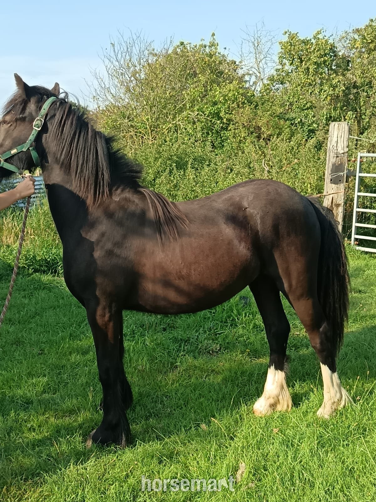 "Ebor Nimbus " Black Gelding Youngstock / Foal in 