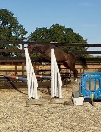 "World Class " Bay Filly Young Sport Horse
