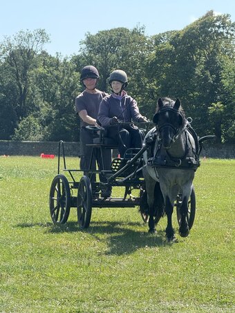 "RSPCA Lucy" Mare Driving Horse