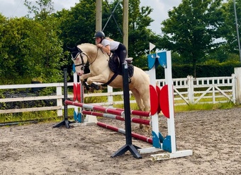 "Adam: careful, athletic showjumper or dressage star" Cremello Gelding Show Jumper