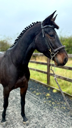 "Cora" Bay Mare Eventer