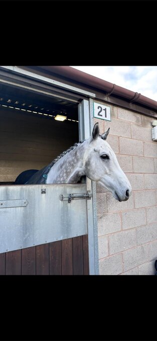 "Inexplicable" Grey Gelding Ex Racehorse