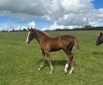 "Jamill" Colt Youngstock / Foal