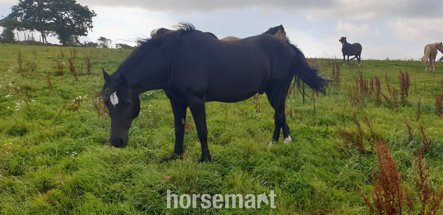  "STAR (Cochycwm Starlight)" Black Gelding Cob/Heavy Horse