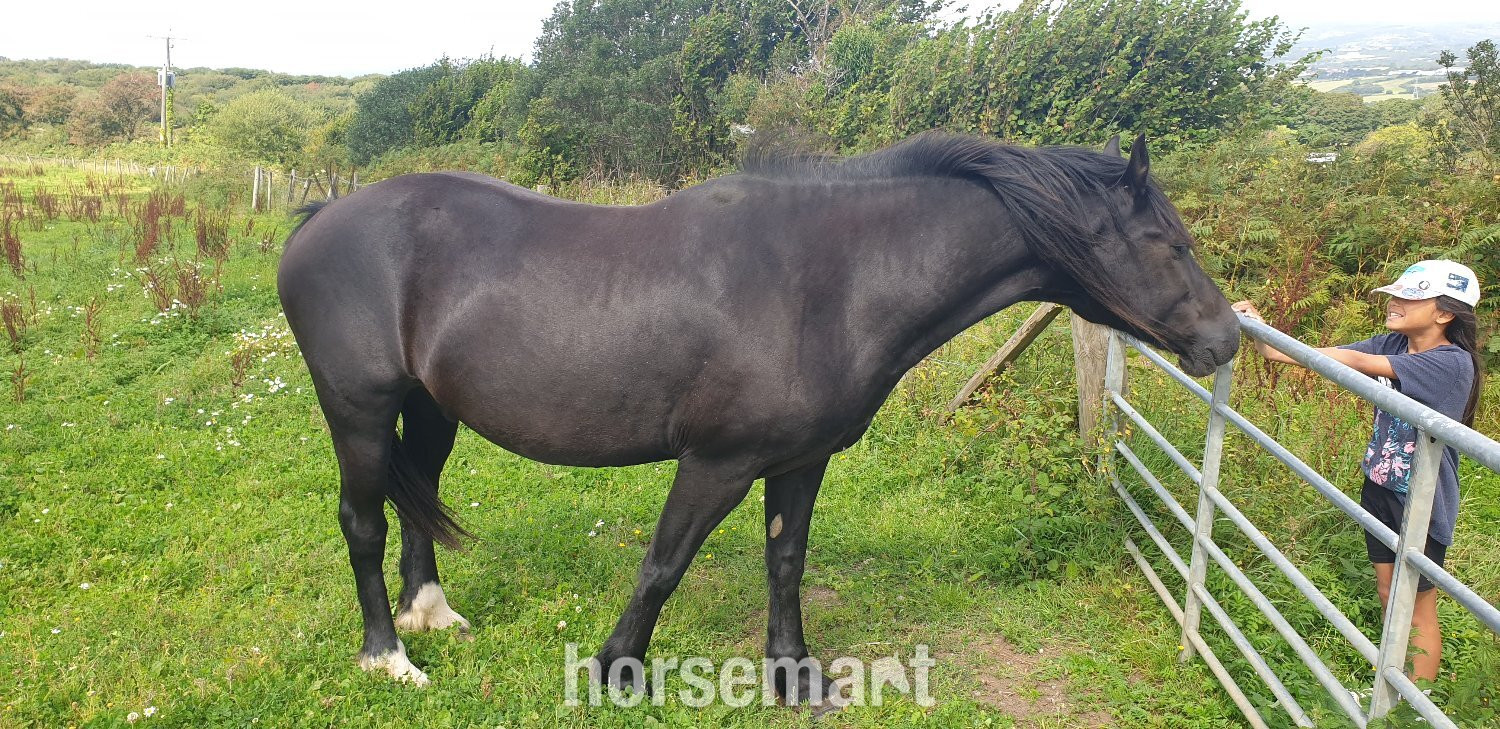 "STAR (Cochycwm Starlight)" Black Gelding Cob/Heavy Horse - Cobs & Heavy Horses 