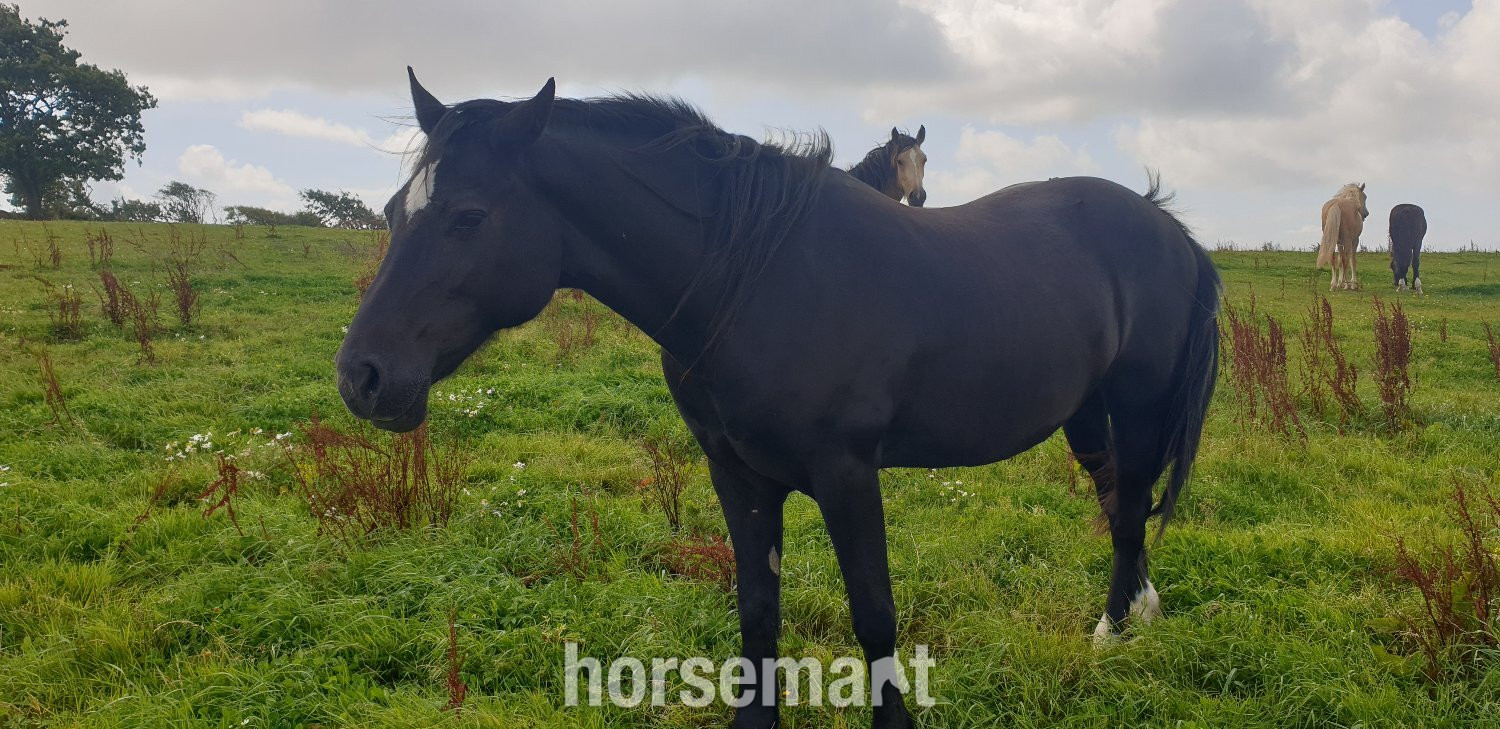 "STAR (Cochycwm Starlight)" Black Gelding Cob/Heavy Horse