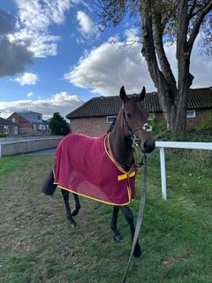 "Mini Magna" Bay Gelding Ex Racehorse