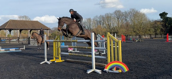 "Hutino" Bay Gelding Schoolmaster