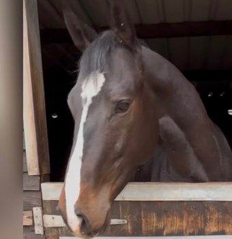 "Oakley " Black Gelding Young Sport Horse