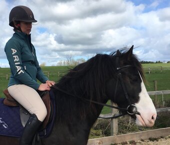 "Smartie " Dark Brown Gelding Cob/Heavy Horse