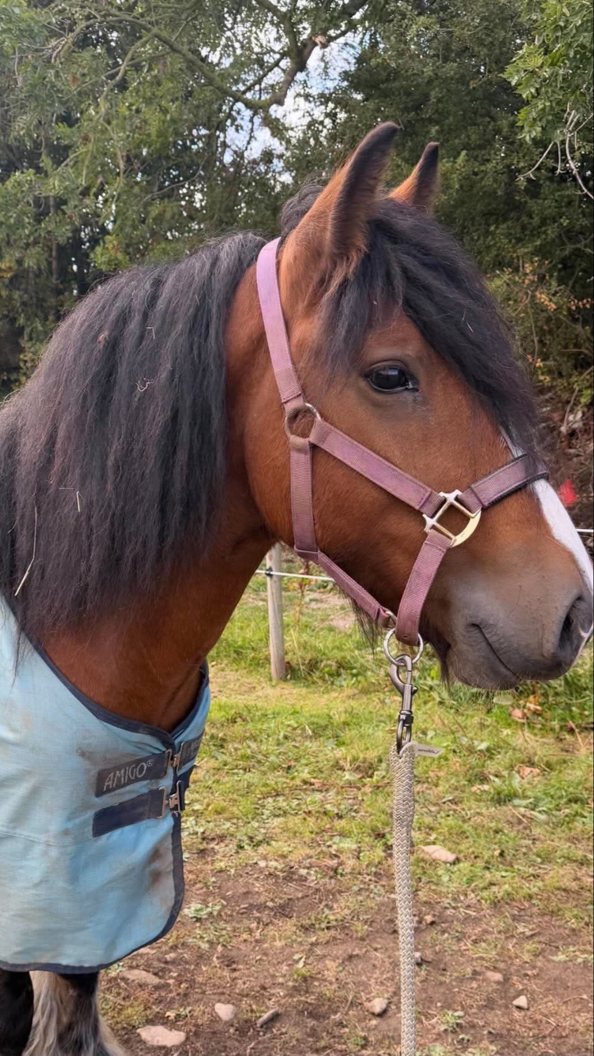 Cobs & Heavy Horses  - "Connor" Bay Gelding Cob/Heavy Horse