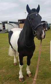 hertfordshire horses horsemart