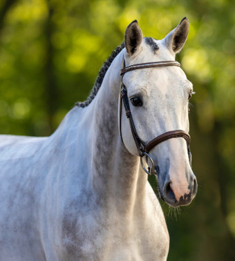 "Coldplay SK Stables Z" Grey Gelding Show Jumper
