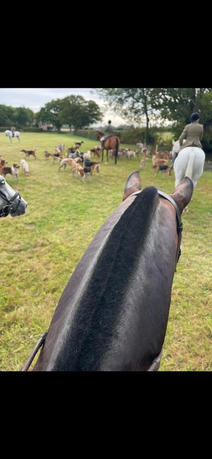 "Jack" Bay Gelding All Rounder - All Rounders in 