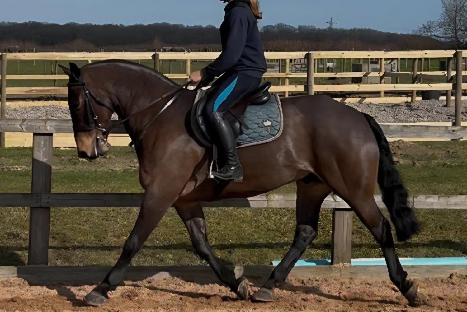 "Jack" Bay Gelding All Rounder - All Rounders