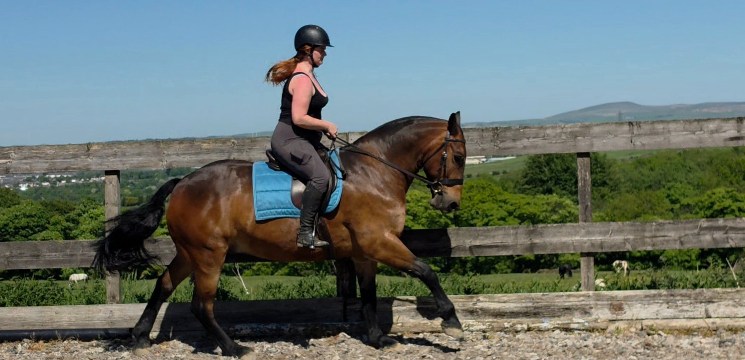 All Rounders  - "Jack" Bay Gelding All Rounder