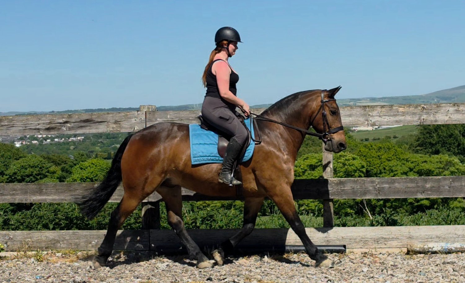 "Jack" Bay Gelding All Rounder - All Rounders 