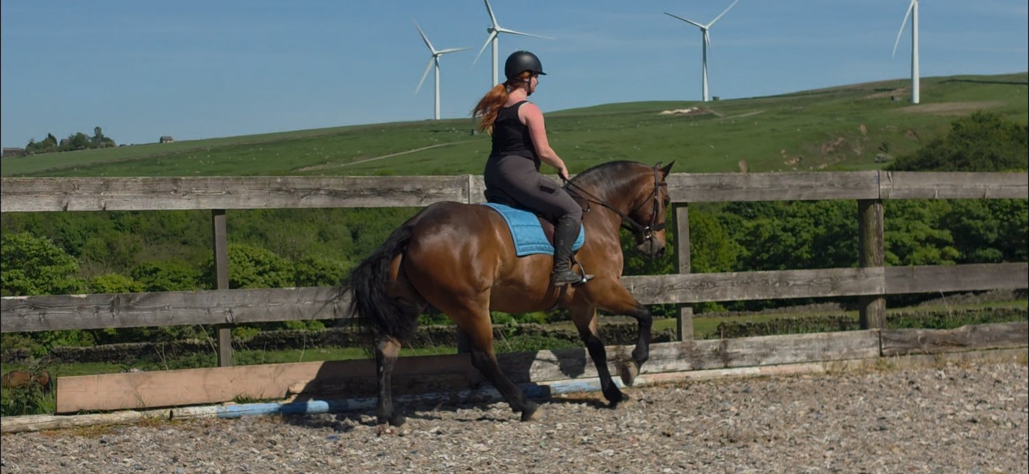 "Jack" Bay Gelding All Rounder