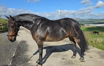 "Jack" Bay Gelding All Rounder