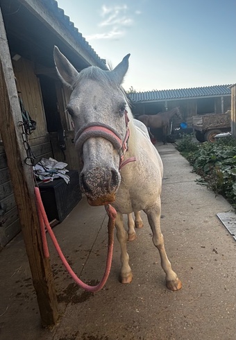"Harmony" Mare All Rounder