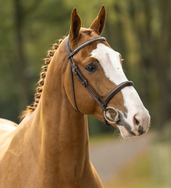 "Voodoo De Muze" Chestnut Stallion Show Jumper