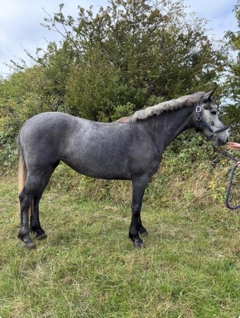 "Orla" Grey Mare Project Horse