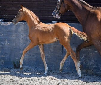 "Eternel Amore JBH" Chestnut Filly Youngstock / Foal